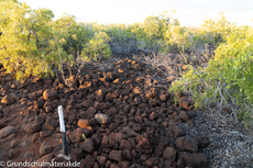 Galapagos-Natur19.jpg